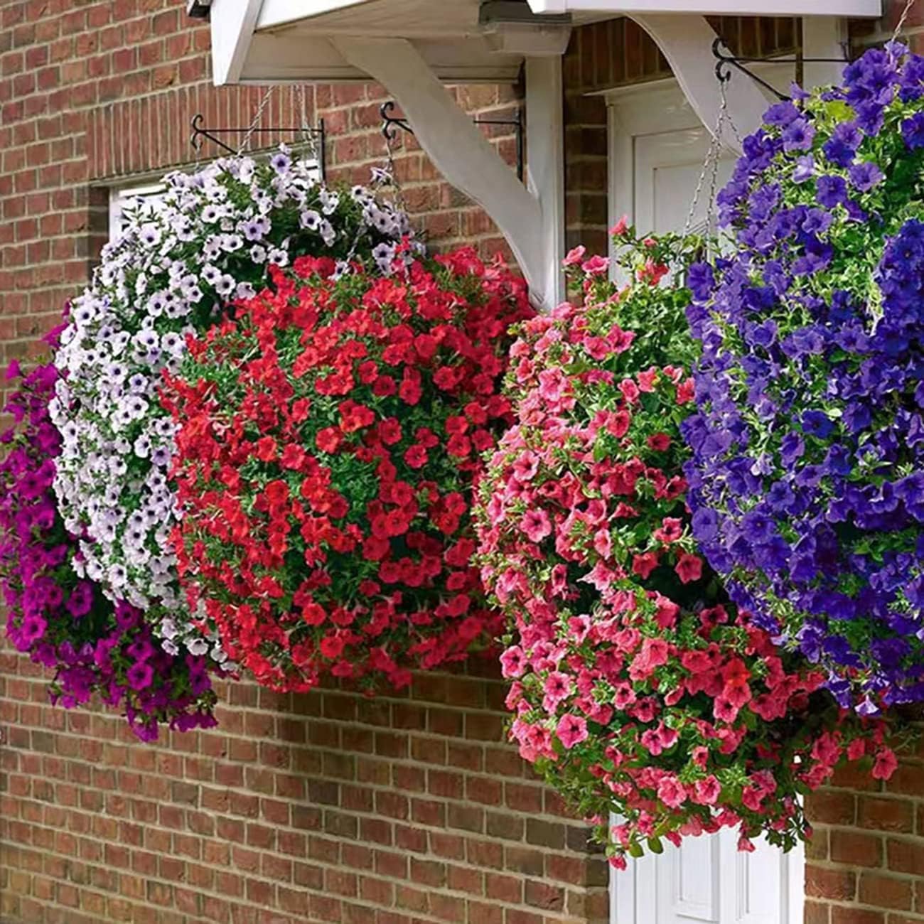 2500+ Petunia Seeds Grandiflora Flowers Mixed Rainbow Color for Planting Home Garden House Plant Flower Seed Mix Color - Seeds Ville