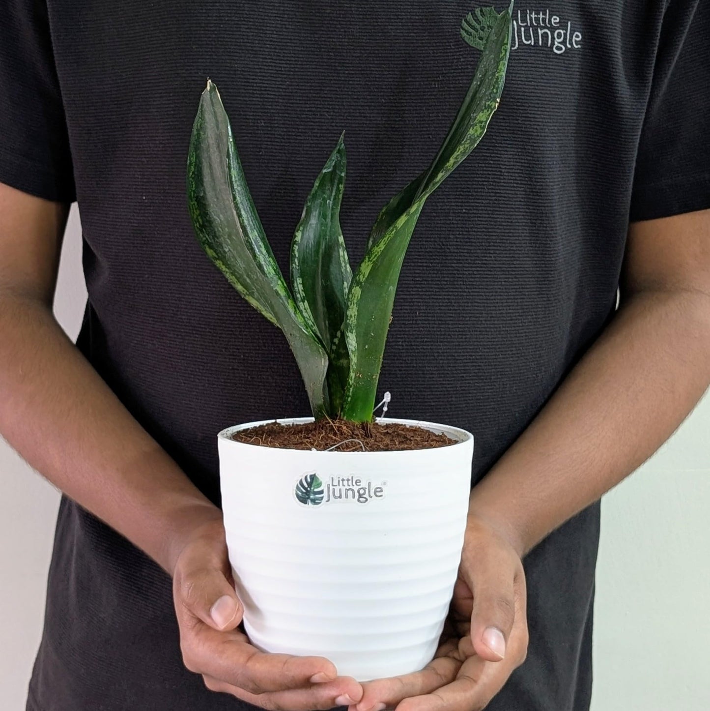Little Jungle Sansevieria Flame - Live Plant with 5.5 Inches White Decor Pot | Indoor Plants For Home | Snake Plant | Live Plants Indoor | Air Purifying Plant | Live Plant With Pot For Home Decor |