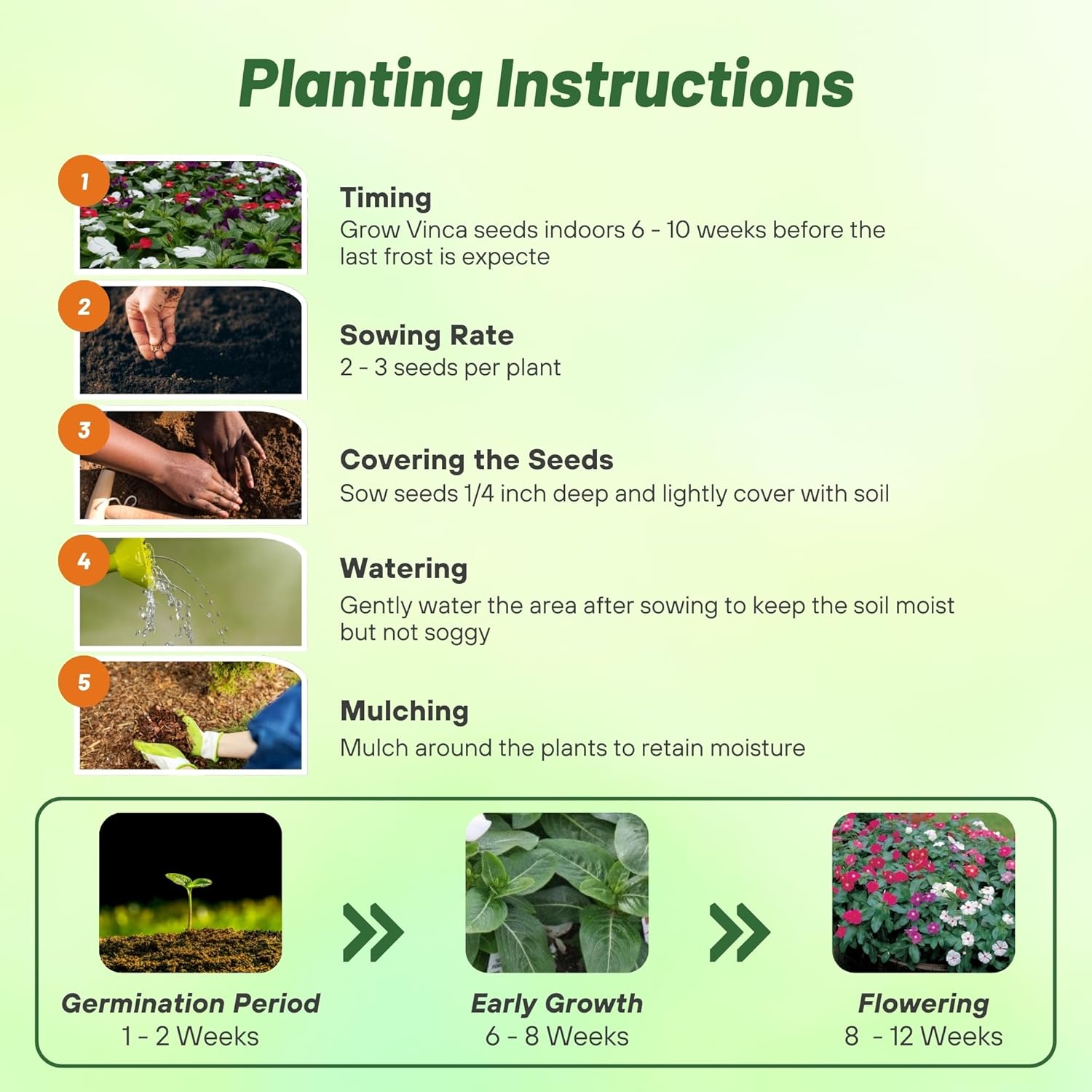 Outsidepride 50+ Seeds- Vinca Periwinkle American Pie Garden Flower, Ground Cover, & Container Plant Mix - Seeds Ville