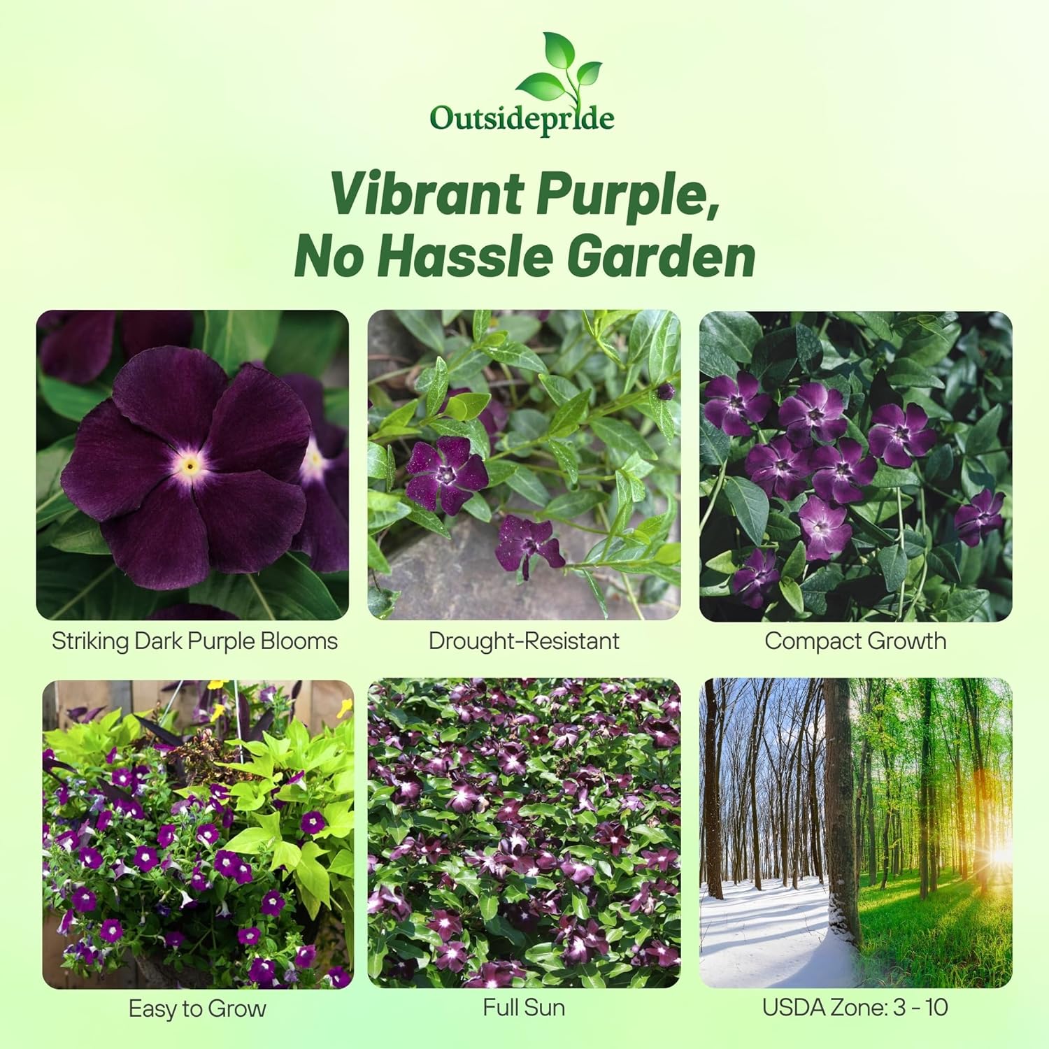 Seeds Ville 50 Seeds Annual Vinca Periwinkle BlackBerry Sadabahaar Ground Cover & Flower Seed for Planting - Seeds Ville