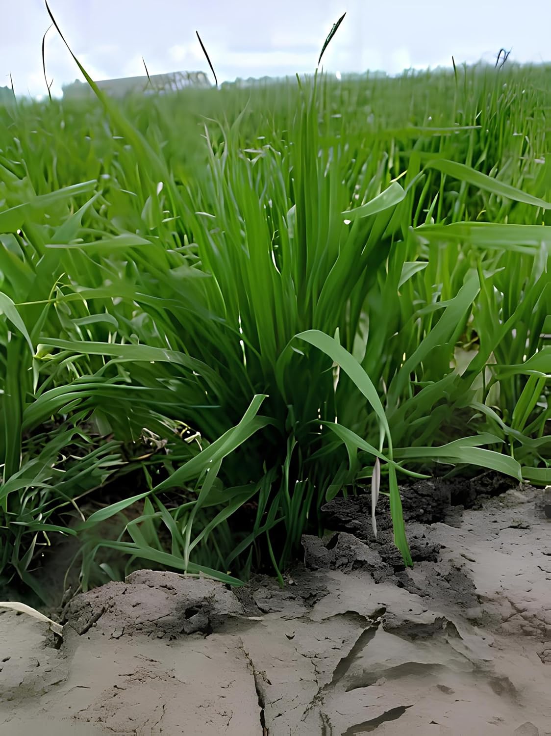 DG 09 Israel Wheat (गेहूँ) Seeds 1kg, All India Suitable, High Yielding Variety-40+ Quintal/Acre - Seeds Ville