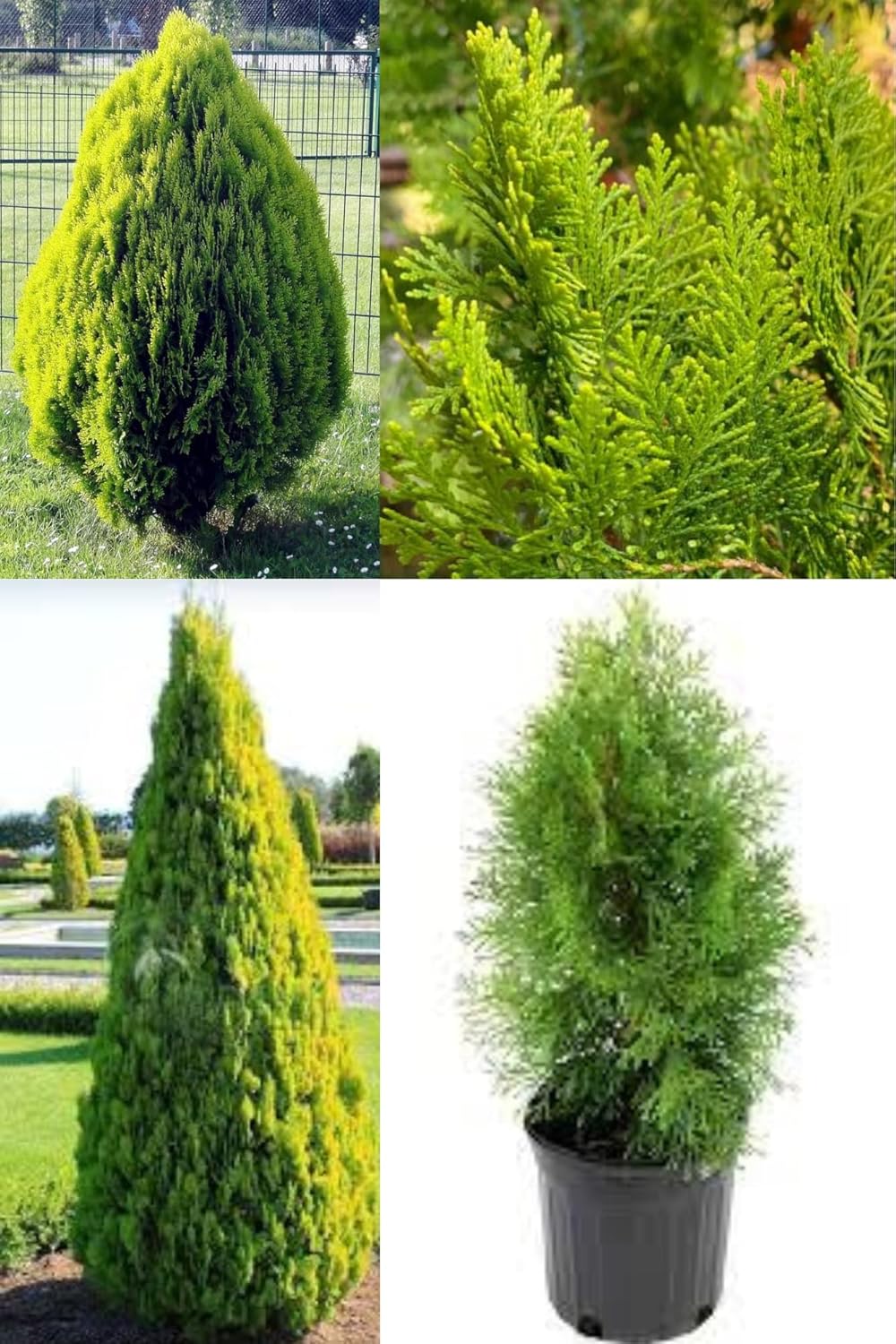 ZXXYANBI Thuja Morpankhi Jhau (Casuarina) Live Plant (Height 1.5-2 Feet) Air Layered, Dense, flat, scale-like leaves Beautiful Plant (1 Healthy Evergreen Shrub Tree ideal for Home Garden Decor