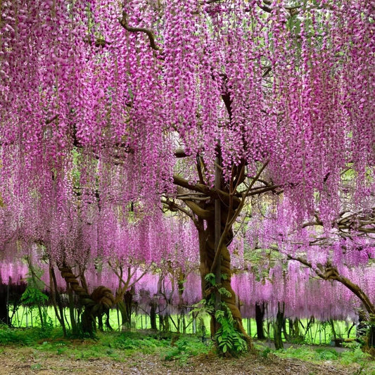 NooElec Seeds India 35+ SEEDS- Pink Wisteria Tree Seeds For Planting Home Garden- Grow All India. - Seeds Ville