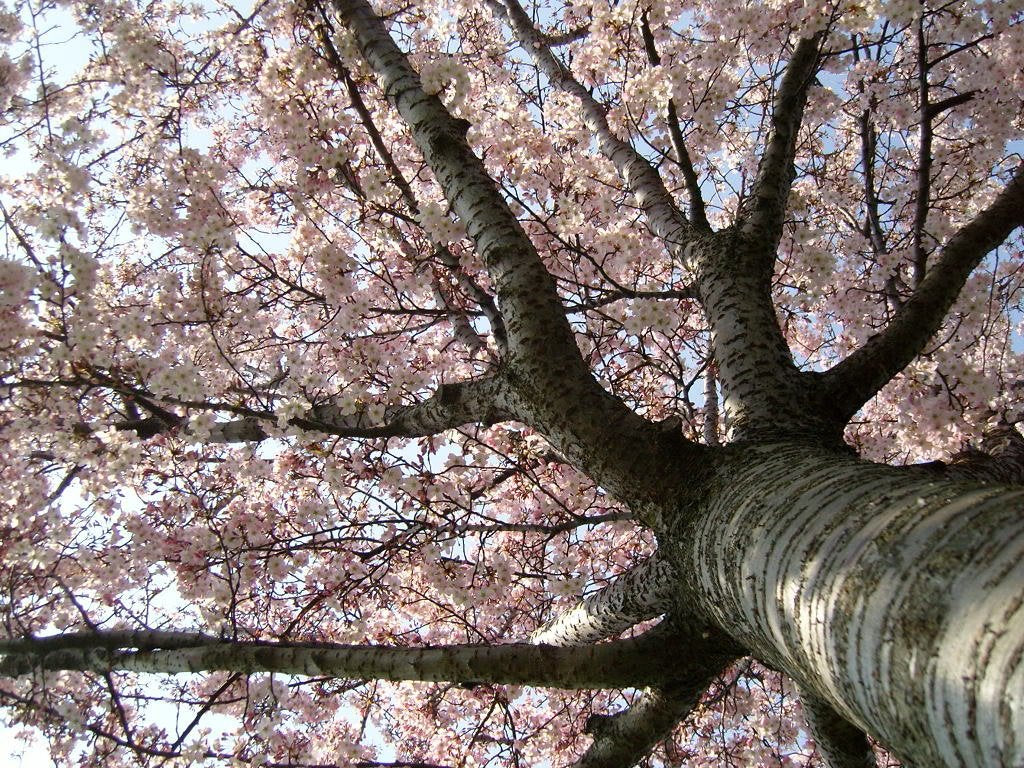 Seedville 10 Japanese Cherry Tree Cloud Oriental Sweet Prunus Serrulata Flower Seeds - Pink