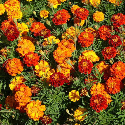 1000+ Seeds- Tagetes Patula French Marigold Garden Flower Seed Mix - Jumbo Pack - Seeds Ville