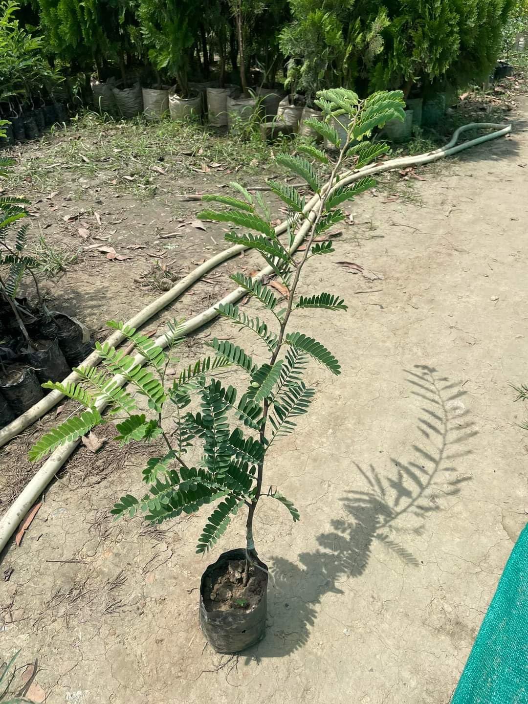 Dwarf Tamarind Grafted Fruit Plant (Tamarindus Indica) Bonsai Imli Healthy Live Fruit Tree In PolyBag, Tetul Plant Height 2 feet