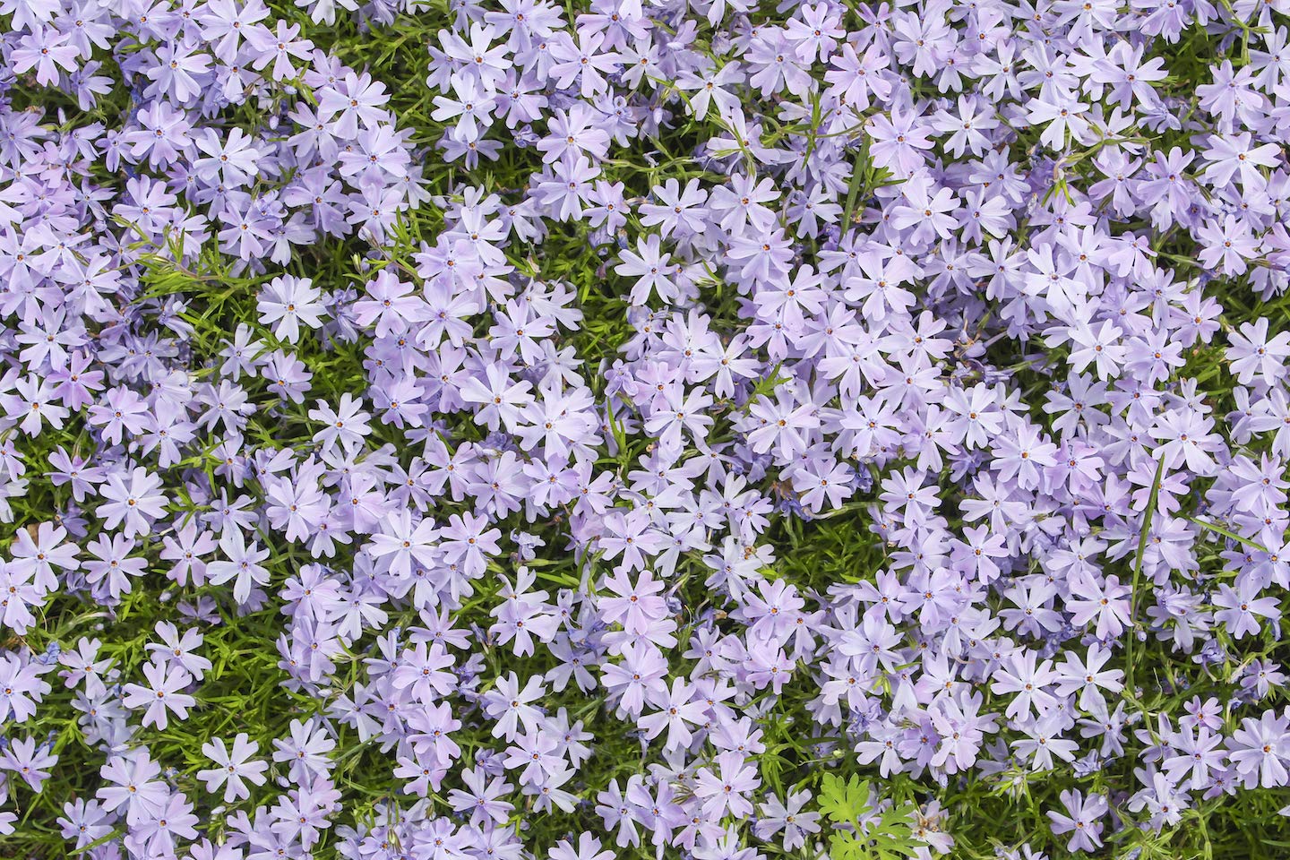 5 Low Maintenance Flower Seeds Combo Pack 100+ Seeds - Yarrow Flower, Bearded Iris, Moss Phlox, Mix Succulents, Purple Coneflowers (20+ Seeds of Each Type) - Seeds Ville