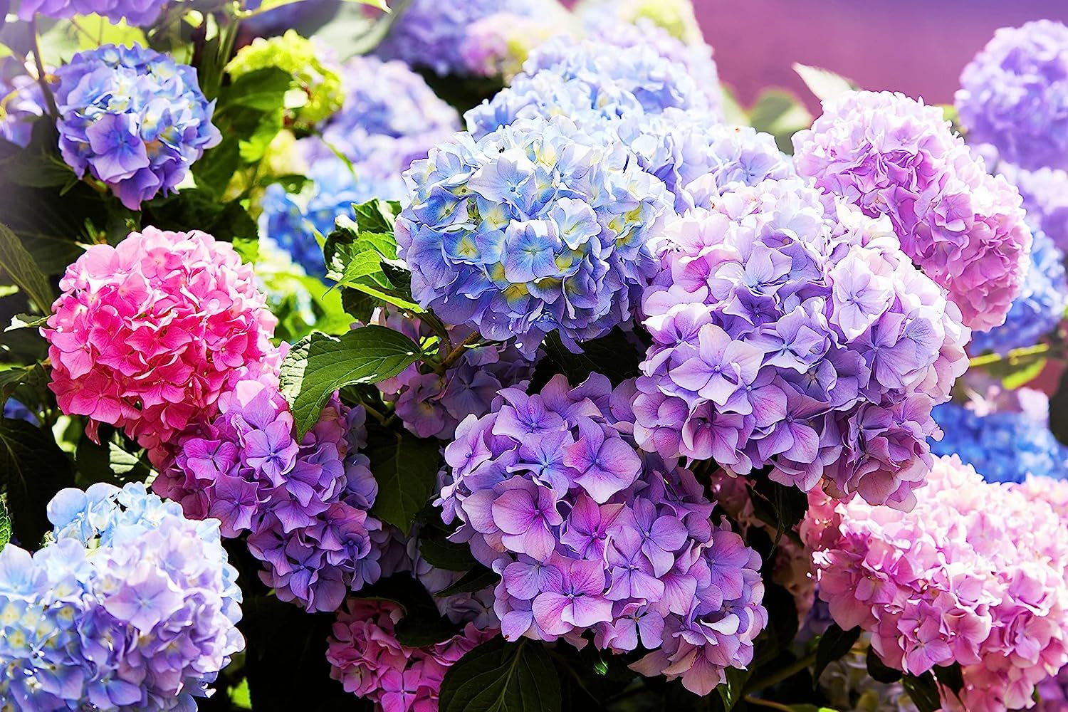 flower seeds india NooElec Seeds India 35 Seeds- Hydrangea Flower Seeds, Mixed Color