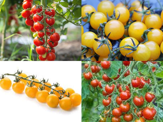 50 Seeds- Dwarf Red & Yellow Cherry Tomato Seeds For Gardening - Kitchen Garden Pack - Organic Seeds -25 X 2-50 Seeds - Seeds Ville