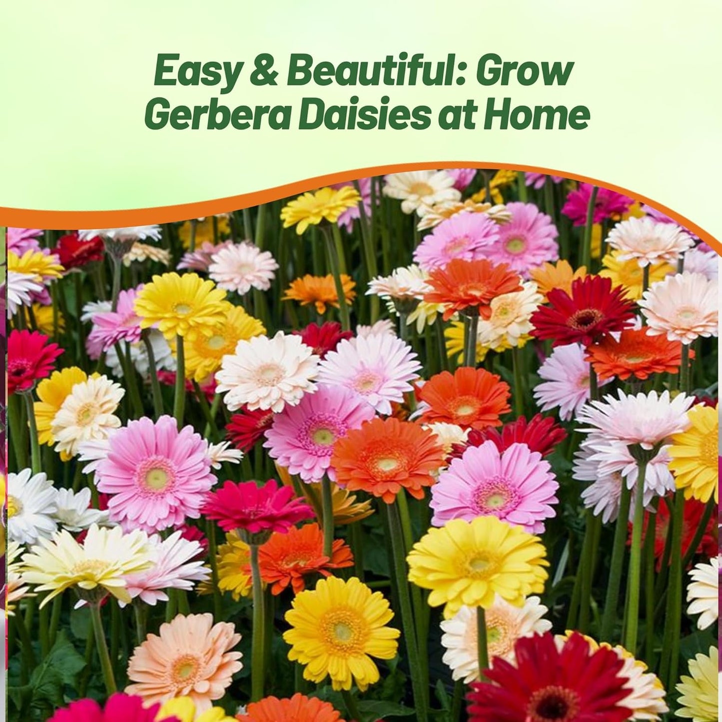 1 , A) 100 Seeds : Outsidepride Gerbera Mix - 100 Seeds - Seeds Ville