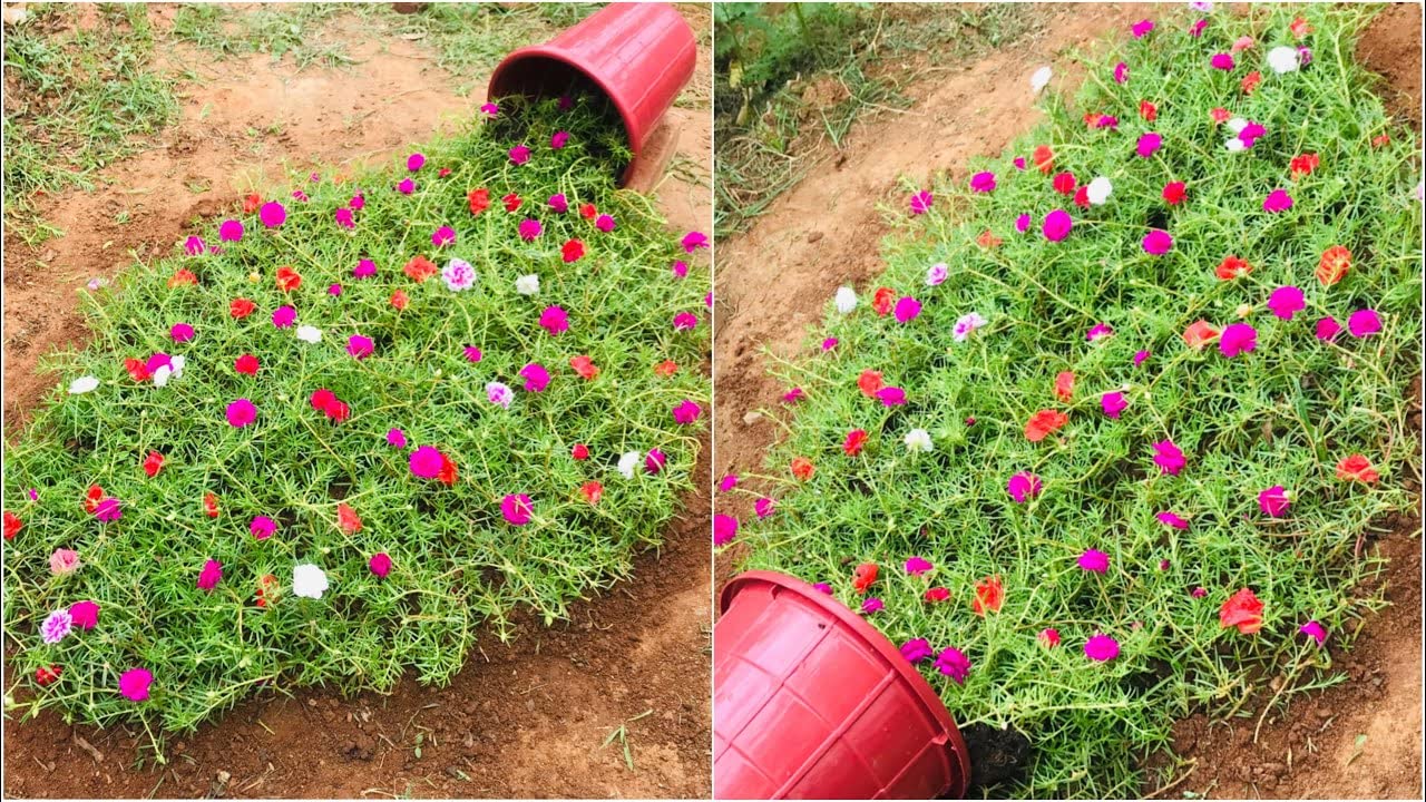 Cypress Purslane/Portulaca/Table Rose mixed colours Live plant cuttings without roots of 15 Cuttings(5 to 7 colours) - Seeds Ville