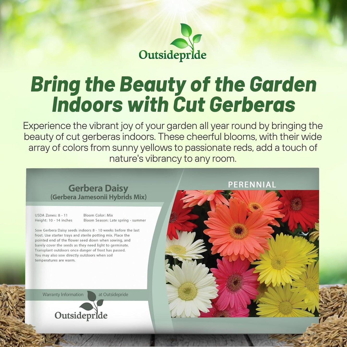 1 , A) 100 Seeds : Outsidepride Gerbera Mix - 100 Seeds - Seeds Ville