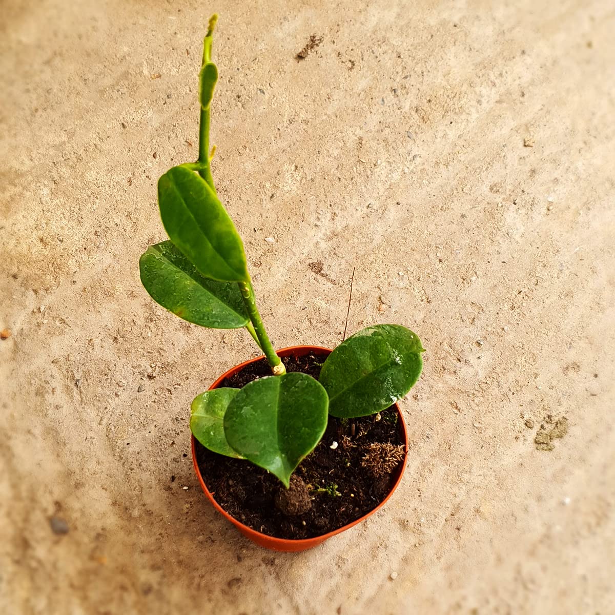 Seeds Ville Hoya Ruthie Wax Plant Small Live Plant