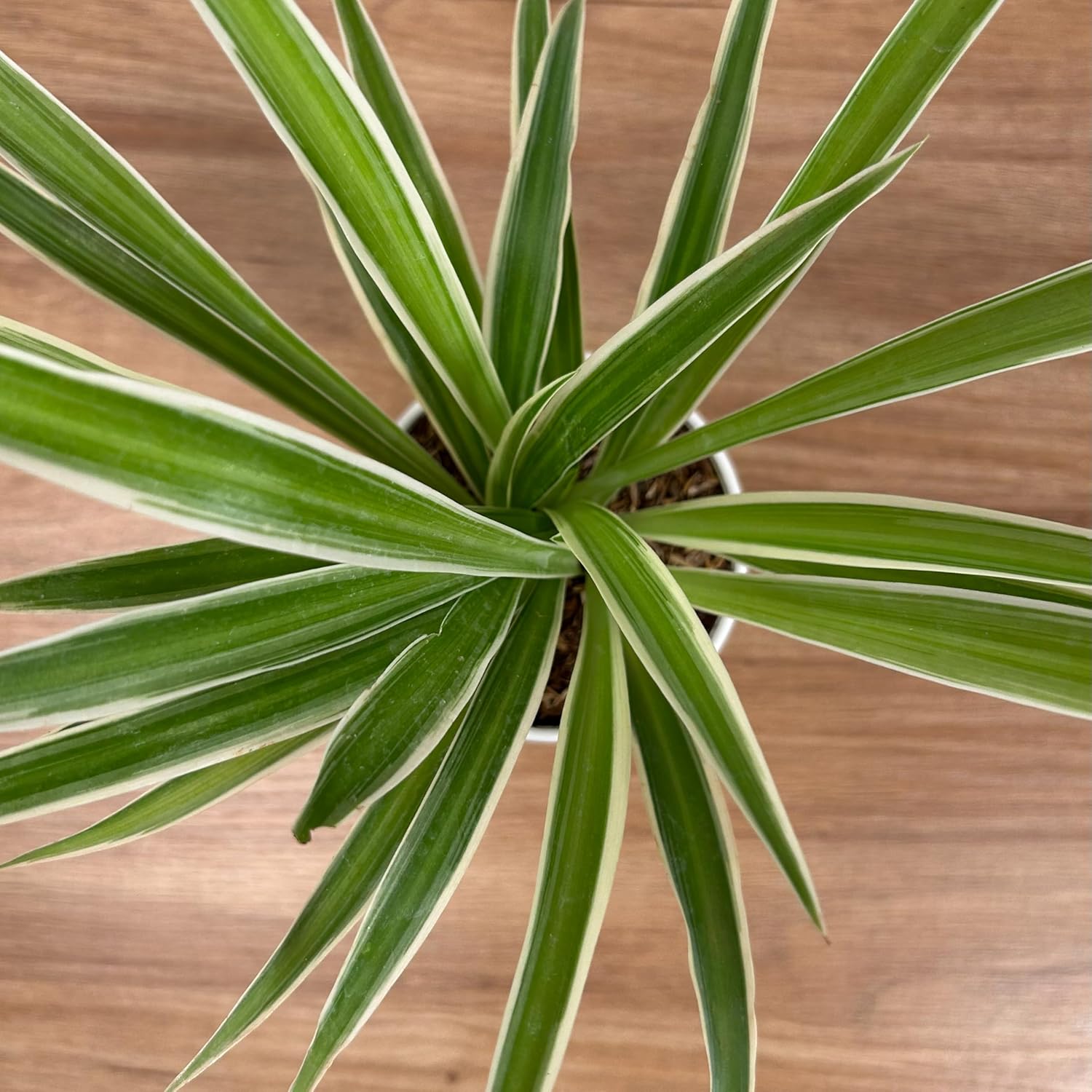 Spider Plant With 4 inch White Grow Pot | Live Indoor Plant for Home & Office | Air Purifying & Easy to Care | Grown in Premium Potting Mix - Seeds Ville