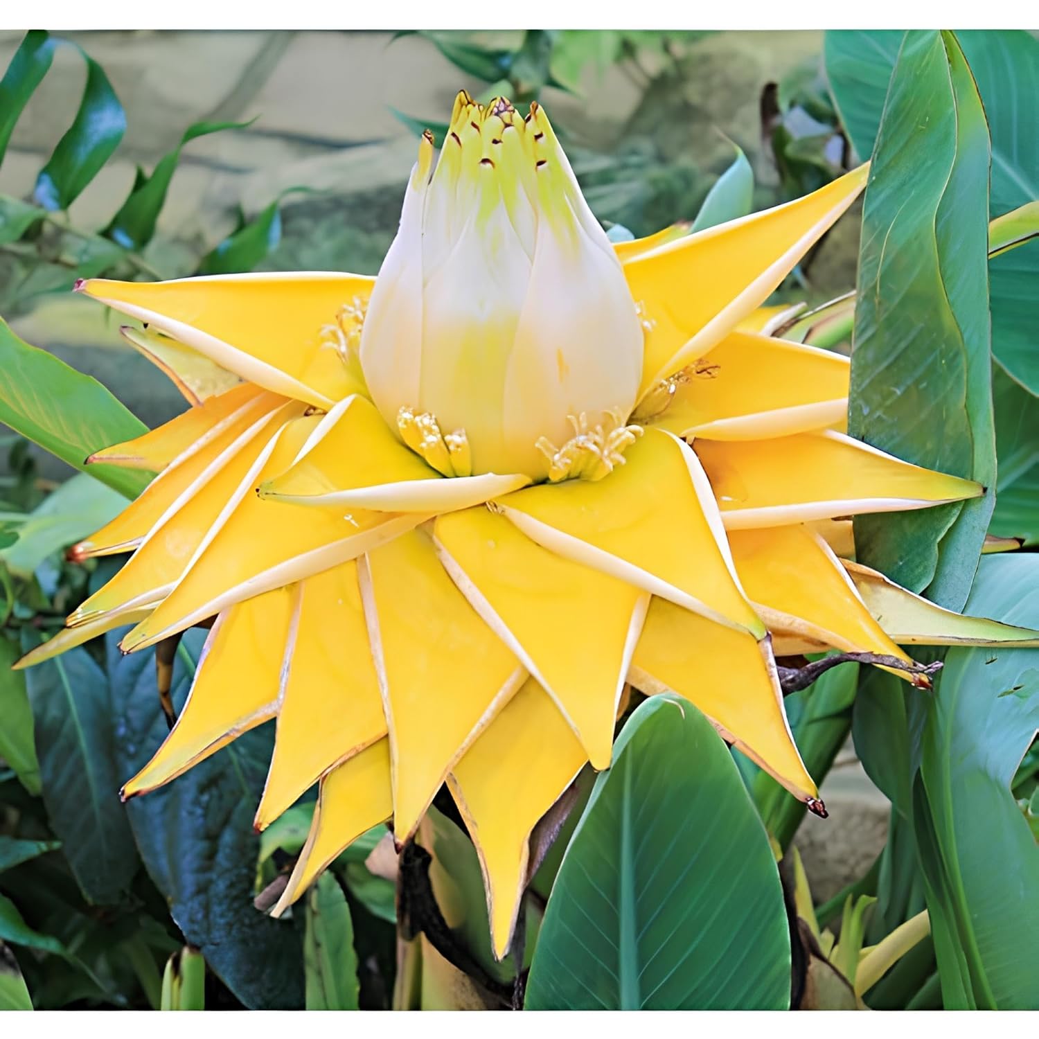 NooElec Seeds India Golden Colors Lotus Water Lily -15 Seeds Pack - Seeds Ville