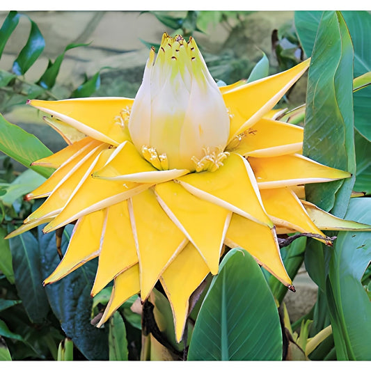 NooElec Seeds India Golden Colors Lotus Water Lily -15 Seeds Pack - Seeds Ville