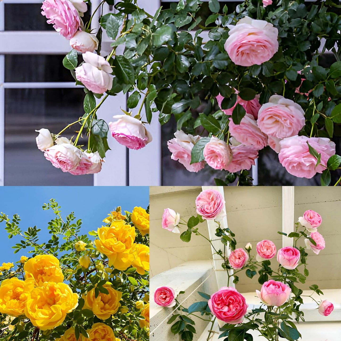 Earth Hopper Imported Hybrid Climbing Rose Flower Mix Seeds, Year-Round Blooms (Pack of 250+ Seeds) - Seeds Ville