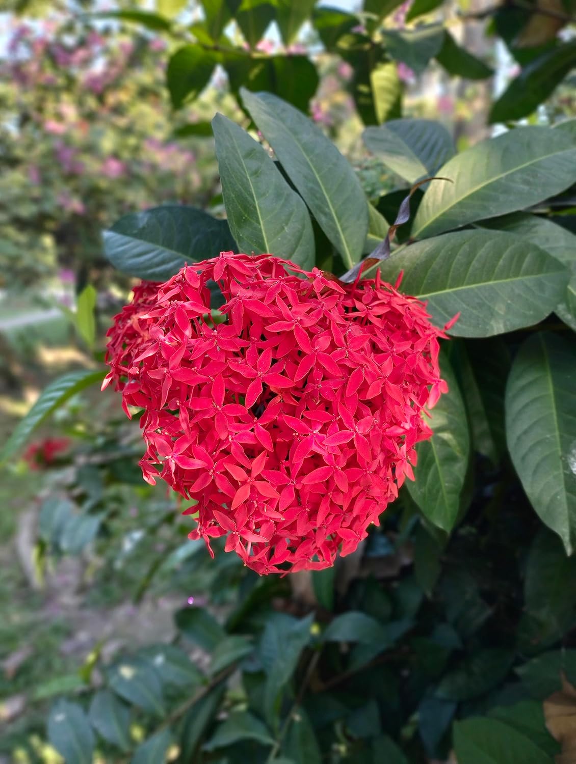 NooElec Seeds India Ixora Red Flower 20 Seeds Pack - Seeds Ville