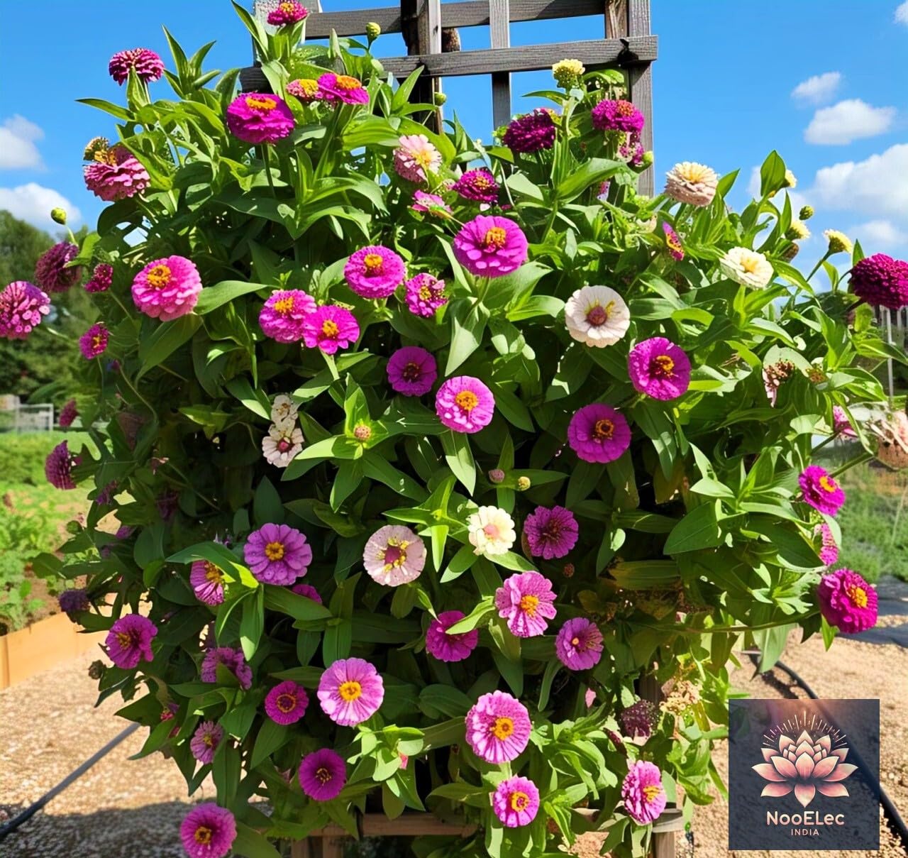 Rare Hanging Zinnia Flower Seeds - 50 Seeds, Mixed Colors, Hybrid, All-Year Blooms - Seeds Ville
