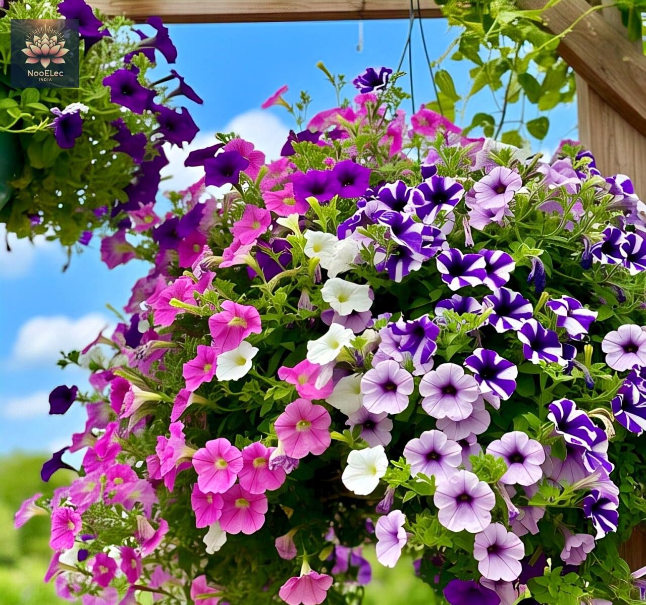 NooElec Seeds India Hybrid Hanging Petunia Flower Seeds - 300 Pcs, Mixed Colors, All-Year Blooms - Seeds Ville