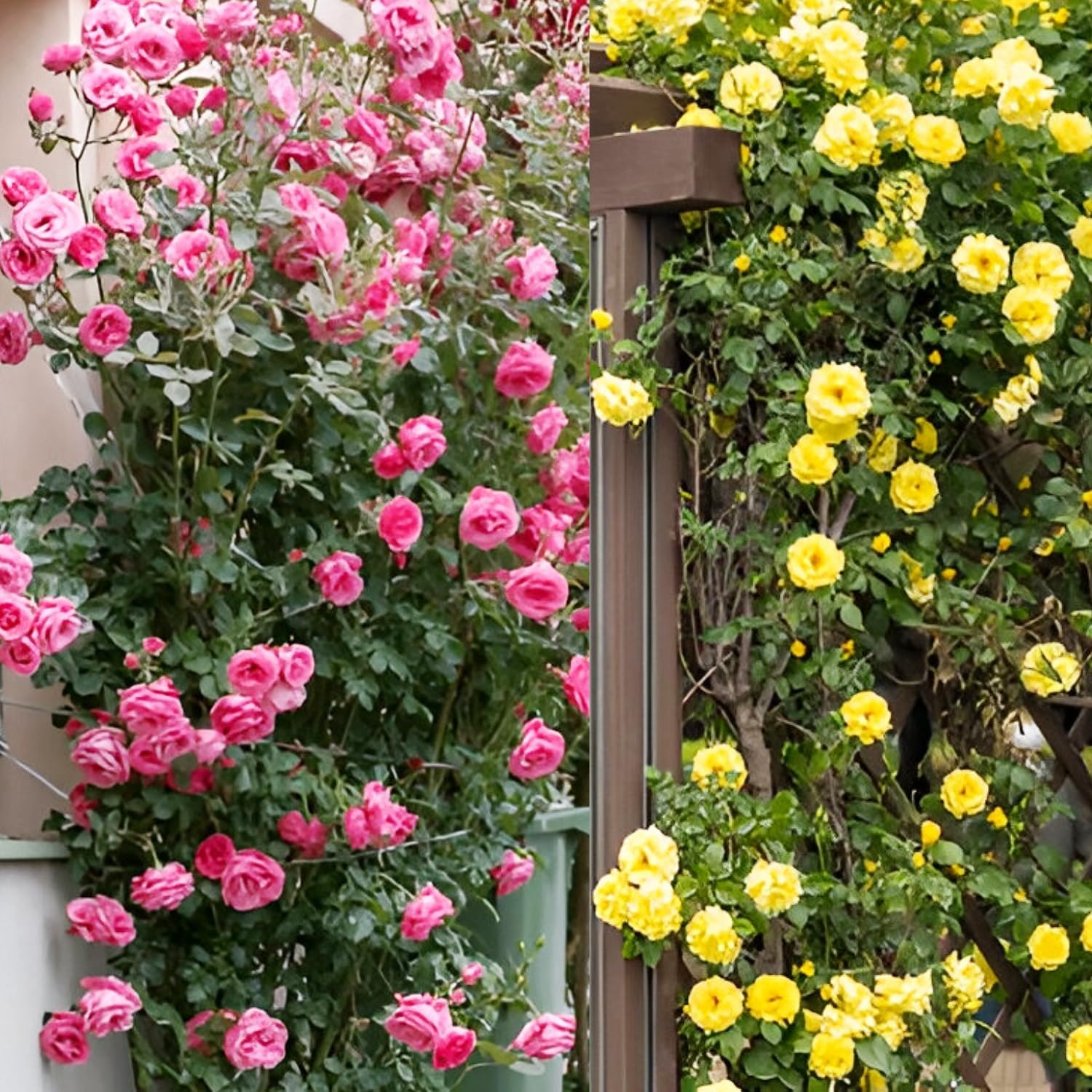 Earth Hopper Imported Hybrid Climbing Rose Flower Mix Seeds, Year-Round Blooms (Pack of 250+ Seeds) - Seeds Ville