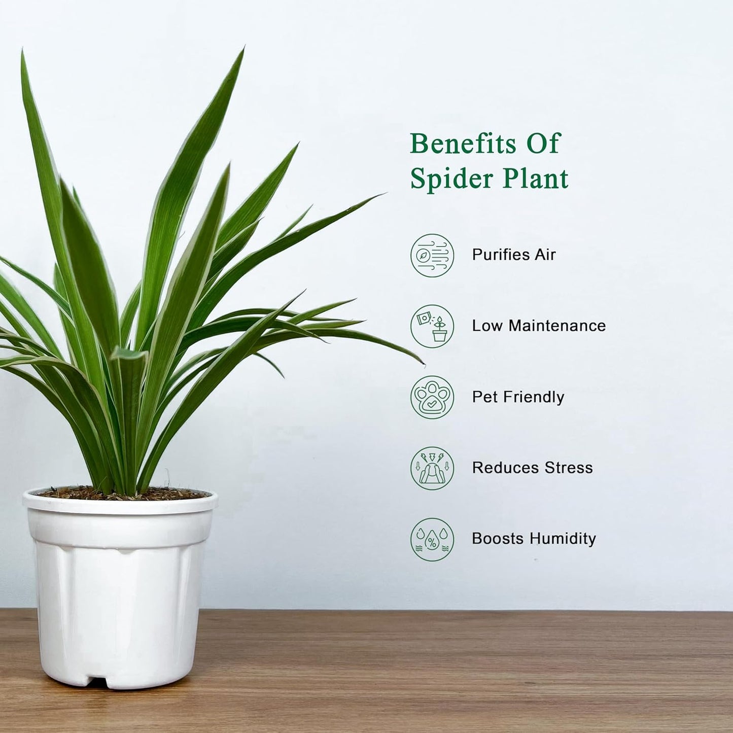 Spider Plant With 4 inch White Grow Pot | Live Indoor Plant for Home & Office | Air Purifying & Easy to Care | Grown in Premium Potting Mix - Seeds Ville