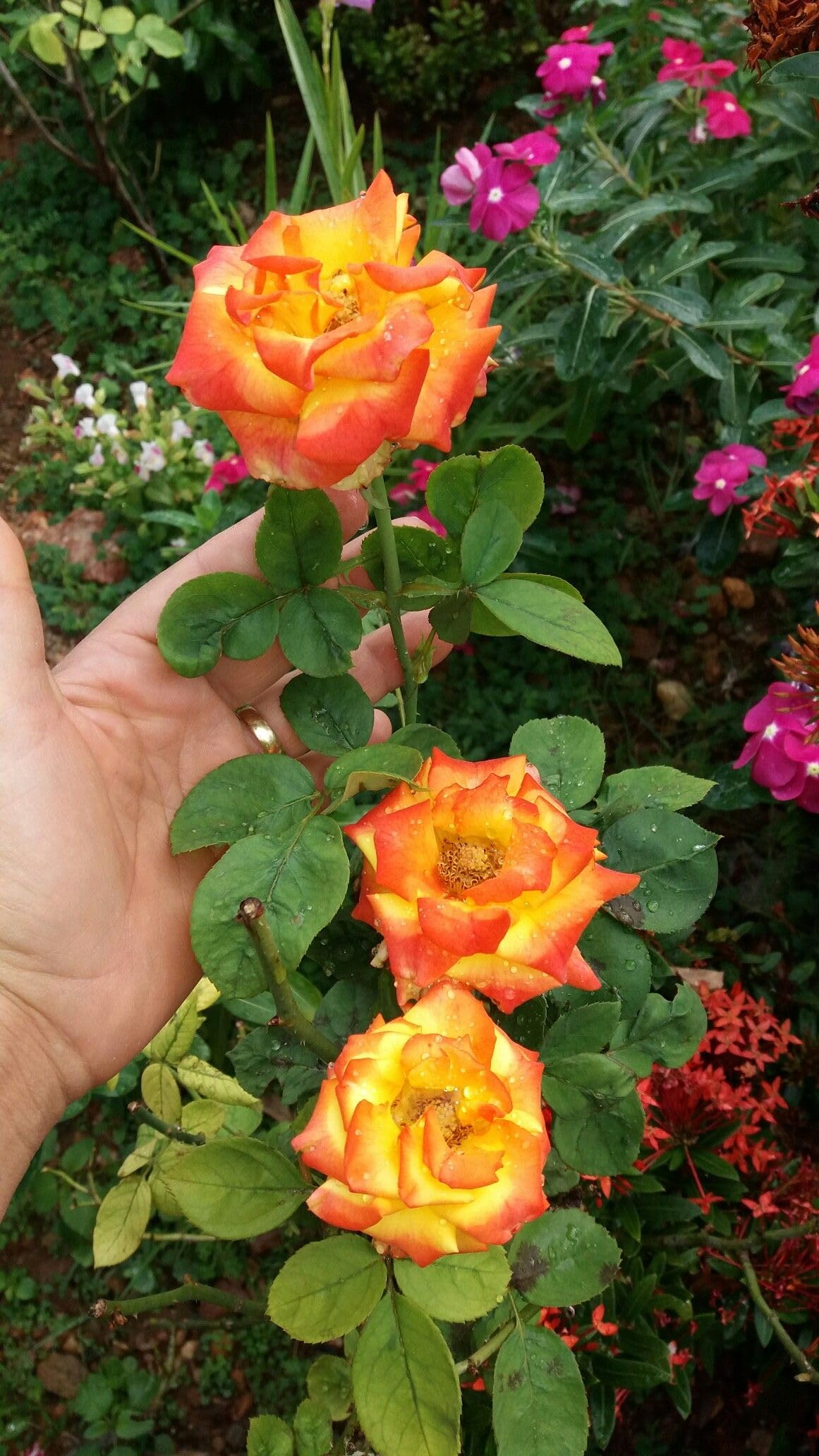 Imported Climbing Rose Flower seeds for Home and Kitchen Gardening Pack 80 to 100 seeds (MIXEDCOLOR SHADE-3)