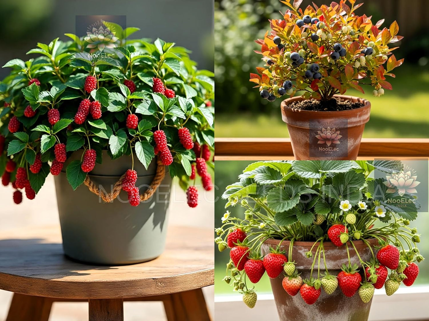 Dwarf Fruit Seeds Combo - Mulberry, Blueberry, Strawberry (60+ Seeds) - Easy to Grow Indoors & Outdoors - Seeds Ville