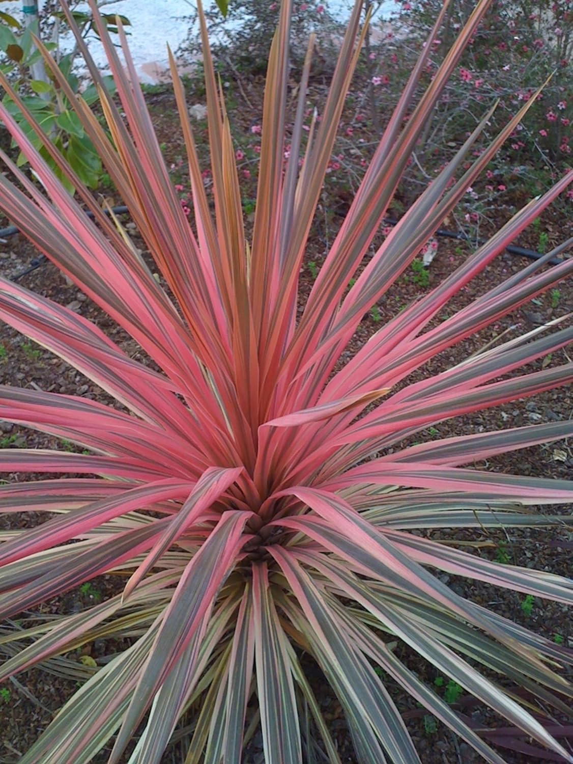Live RED Dracaena Marginata Plant – Elegant Dragon Tree for Home & Office Decor, Air-Purifying Indoor Houseplant, Pack of 1 (RED)