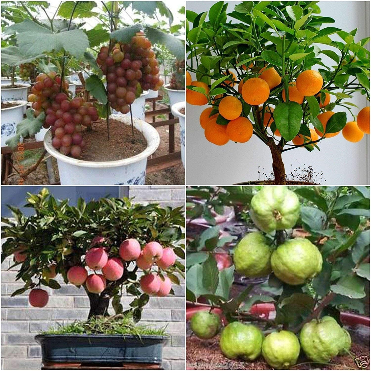 8 Variety Dwarf Fruit Seeds Combo Pack- (Apple, Orange, Lemon, Guava, Watermelon, Grapes, Papaya, Pomegranate) - 5 Seeds of Each - Seeds Ville