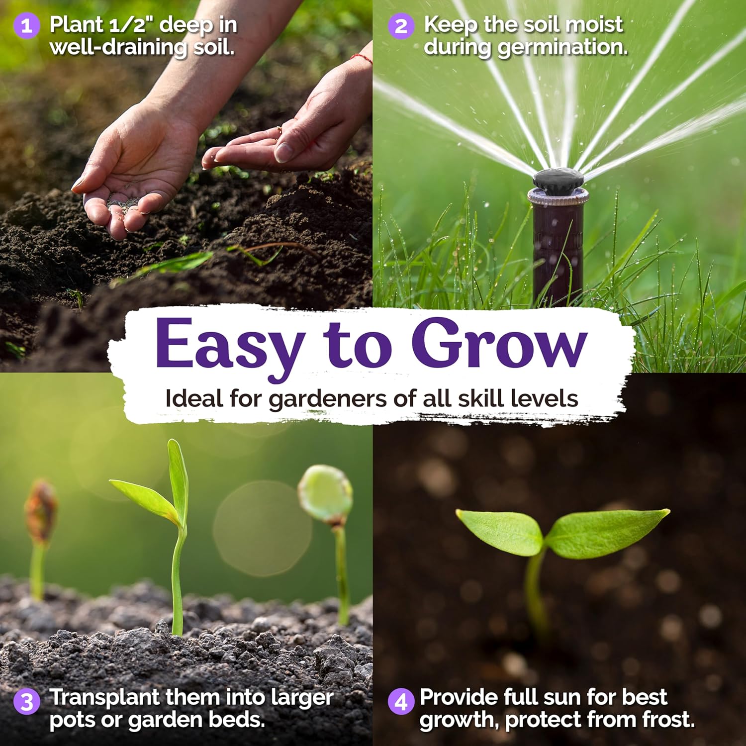 100+ Blue & White Morning Glory Seeds (Ipomoea) – Perennial Flower Seeds for Planting, Climbing Flowering Vines – Ideal Flower Seeds to Plant Outside & Inside in Containers, Trellises, Beds - Seeds Ville