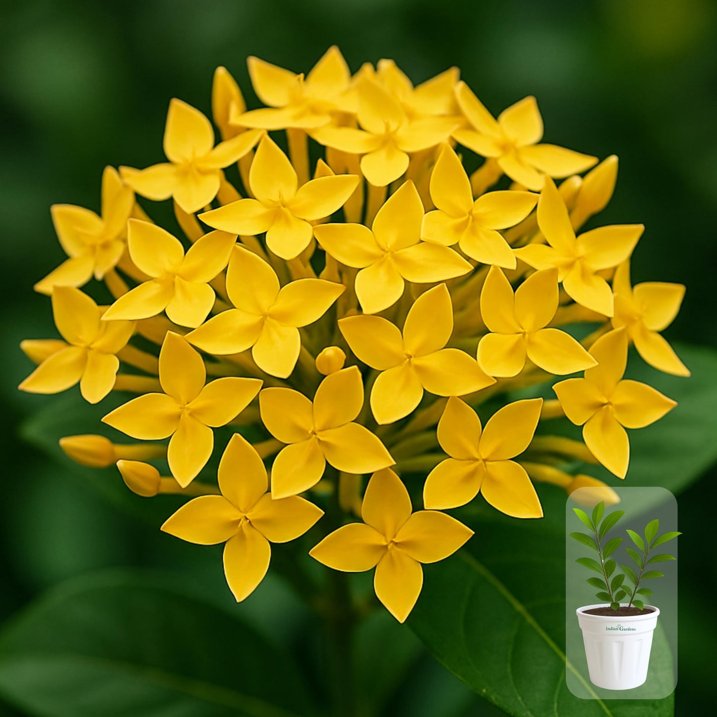 Indian Gardens - Ixora Mini Coccinea Red | Jungle geranium | Flame of the woods | Jungle flame | pendkuli live plant Outdoor Plant with 4 Inch Pot