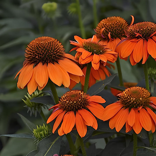 35 Seeds- Echinacea Sombrero Adobe Orange(Coneflower)-Rudbeckia Striking Landscaping Plant Flower Low-Maintenance - Seeds Ville