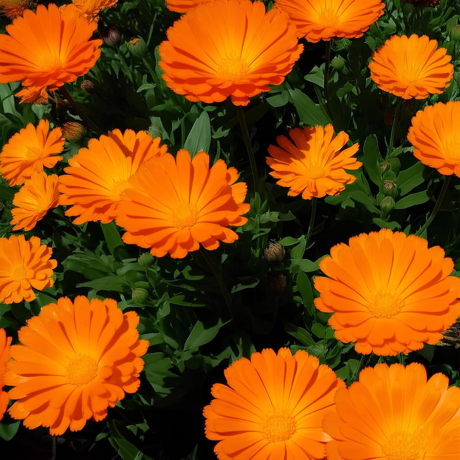 35+ Seeds- Hybrid Marigold Gainda Flower Seeds - Natural Insect Repellent - Grow Year Round - All India - Seeds Ville