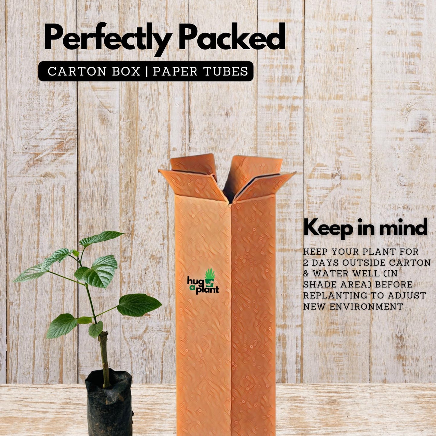 Hug A Plant | Hanuman Kireedam/Red Pagoda (Clerodendrum paniculatum) Flowering/Ornamental Live Plant (Home & Garden)