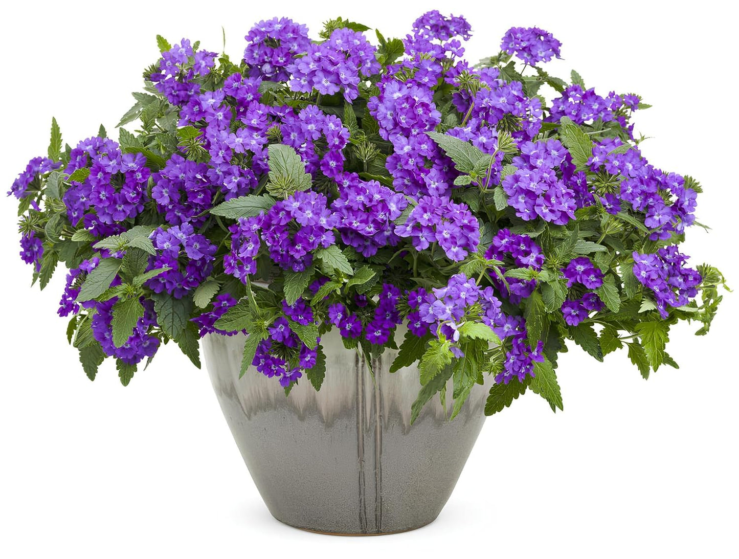 NooElec Seeds India 35+ SEEDS- Verbena Superbena 'Violet Ice' Flower Seeds For Planting Home Garden, - Seeds Ville