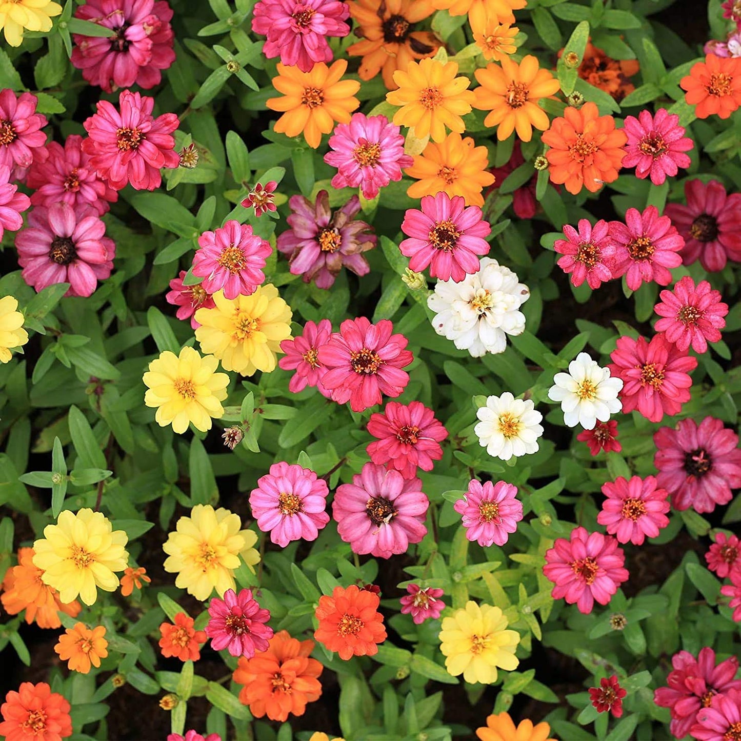 Zinnia Flower Garden Seeds - Profusion Series - Seven Colour Mix - 100+ Seeds -Annual Flower Gardening Seed - Zinnia Hybrid - Seeds Ville