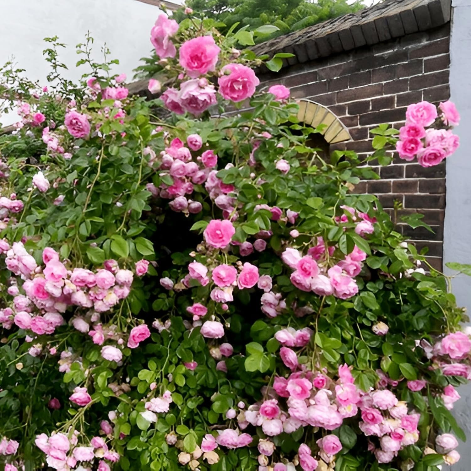 Earth Hopper Imported Hybrid Climbing Rose Flower Mix Seeds, Year-Round Blooms (Pack of 250+ Seeds) - Seeds Ville