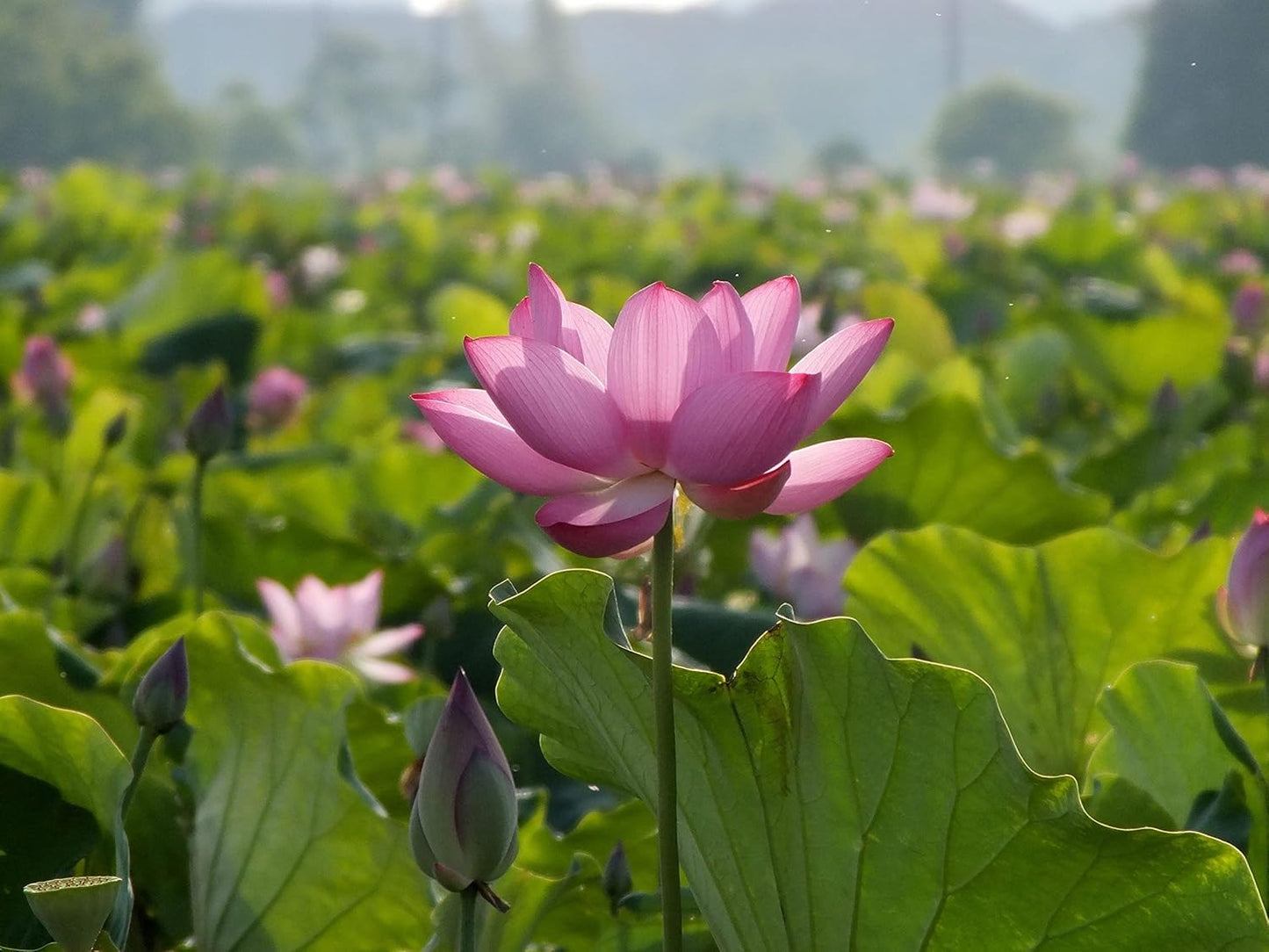 ATVADA Rare Lotus Flower 20 Seeds Planting Pond Dwarf Mini Water Bowl Aquarium Indoor - Seeds Ville