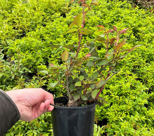 Seeds Ville Multi Colour Rose Grafted Live Plant, Rubiginosa Rosa, Deri Rose, Golap Flower Healthy Live Plant Code -AVGMultiRose002 - Seeds Ville