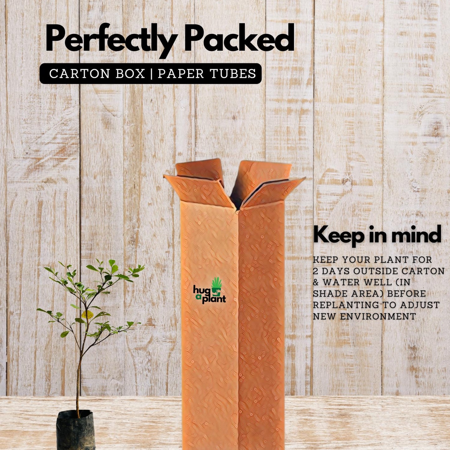 Hug A Plant |Terminalia Green Ornamental Live Plant (Home & Garden)