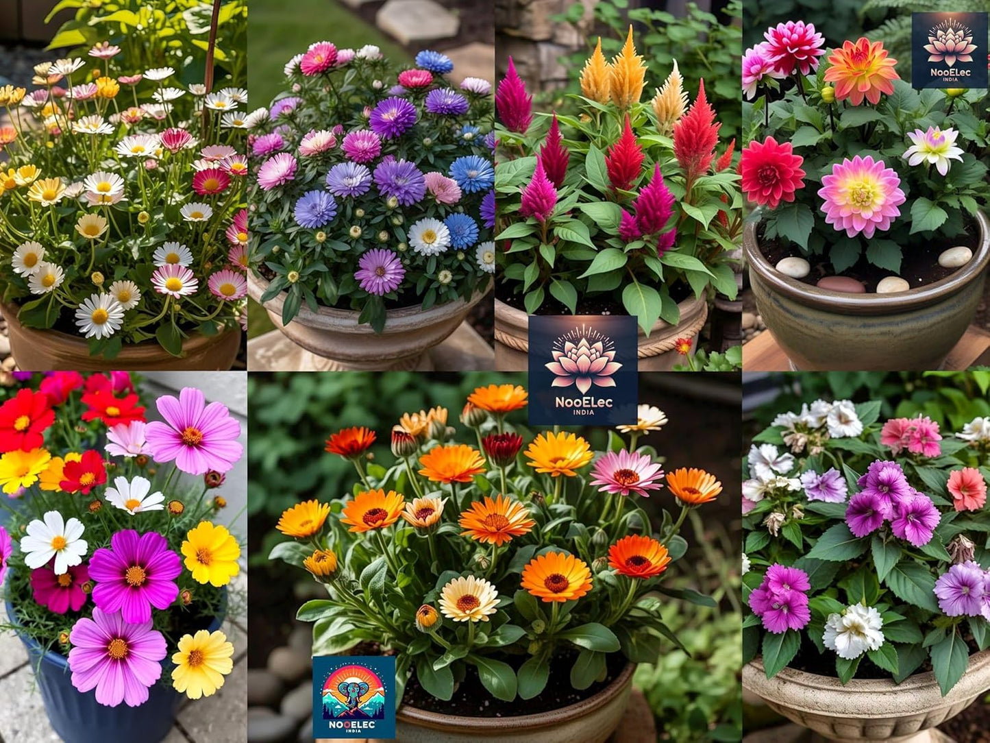 BlimBurn 1100+ Pcs - -All Year Sowing Hybrid Flower Seeds Combo - 20-in-1 Pack for Vibrant Summer & WInter Flowers - Seeds Ville