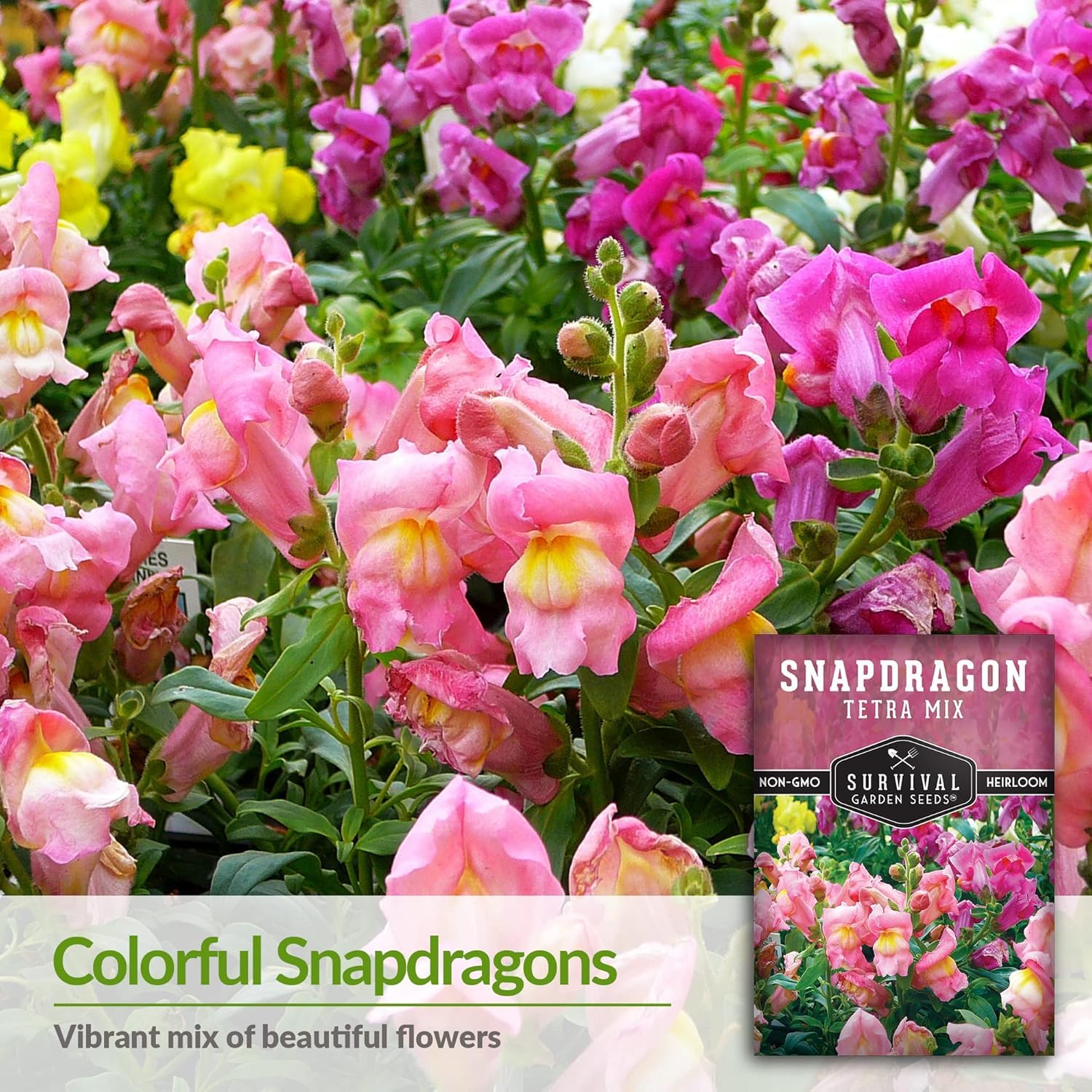 100+ SEEDS- Snapdragon Tetra Mix Flower Seeds for Planting - Non-GMO Heirloom Variety - Seeds Ville