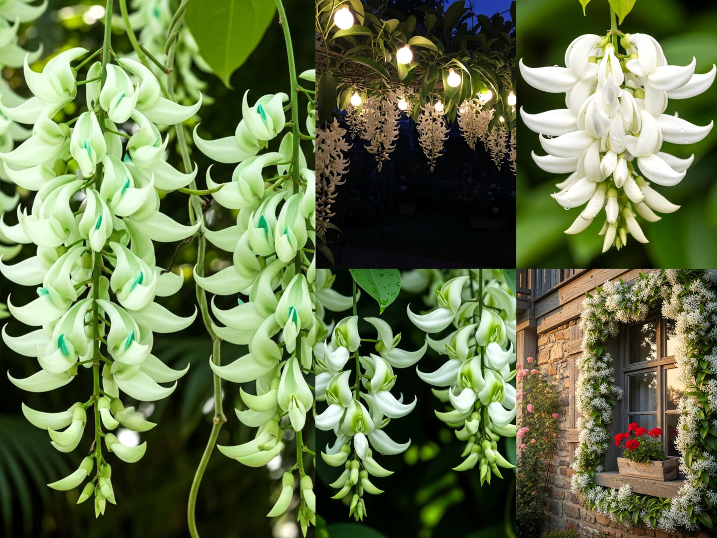 BlimBurn 50+ SEEDS- Climbing Jade Vine Flower Seeds For Home Garden, Balcony & Wall Covering | Low Maintenance & Fast Growing (RED RADIANCE) - Seeds Ville