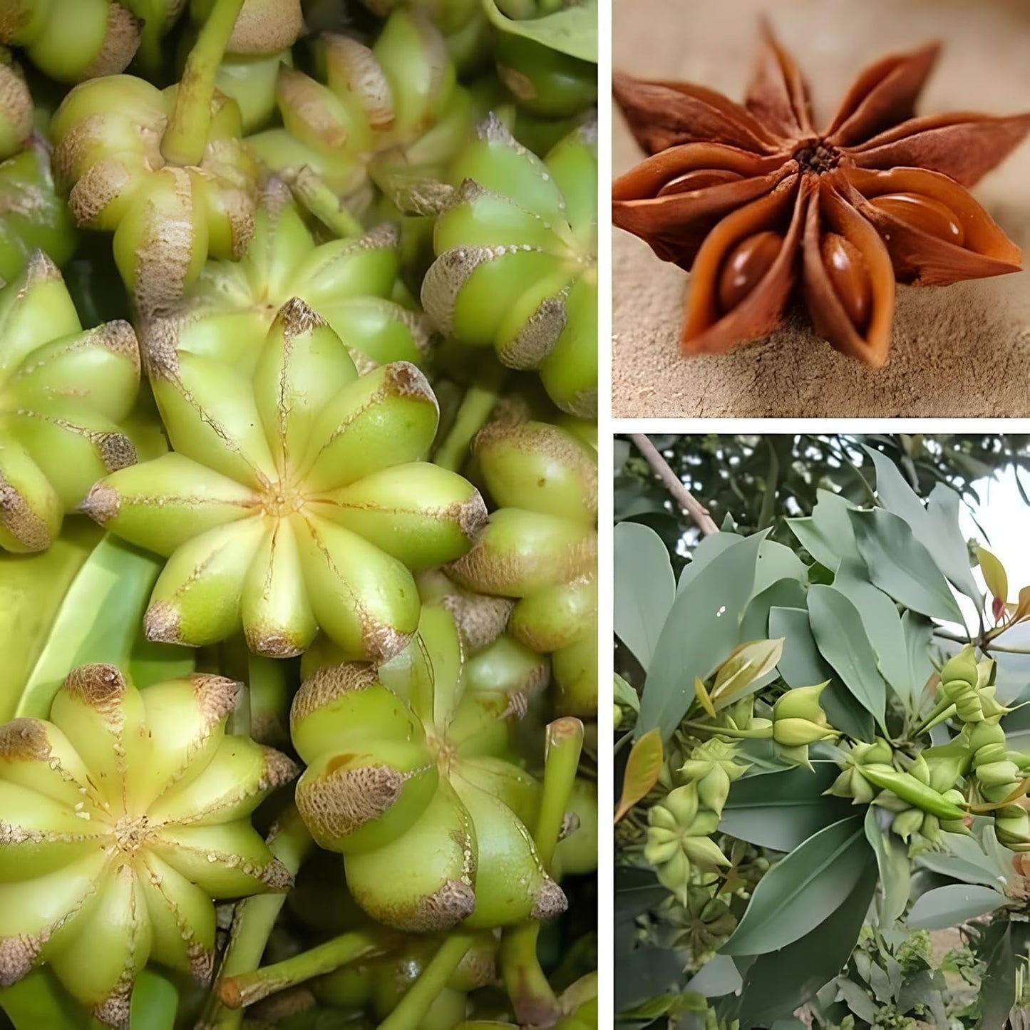 BlimBurn 25 Seeds- Illicium Verum, Chinese Star Anise Seeds, Staranise Bajiao- Grow All India - Seeds Ville
