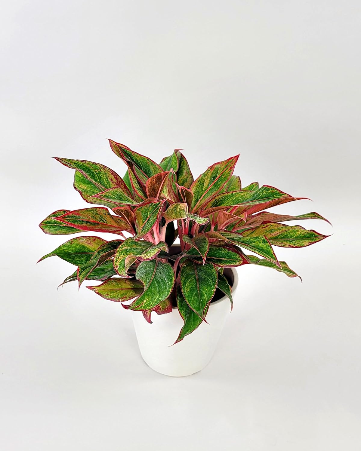 RED AGLAONEMA LIVE PLANT-a1 - Seeds Ville