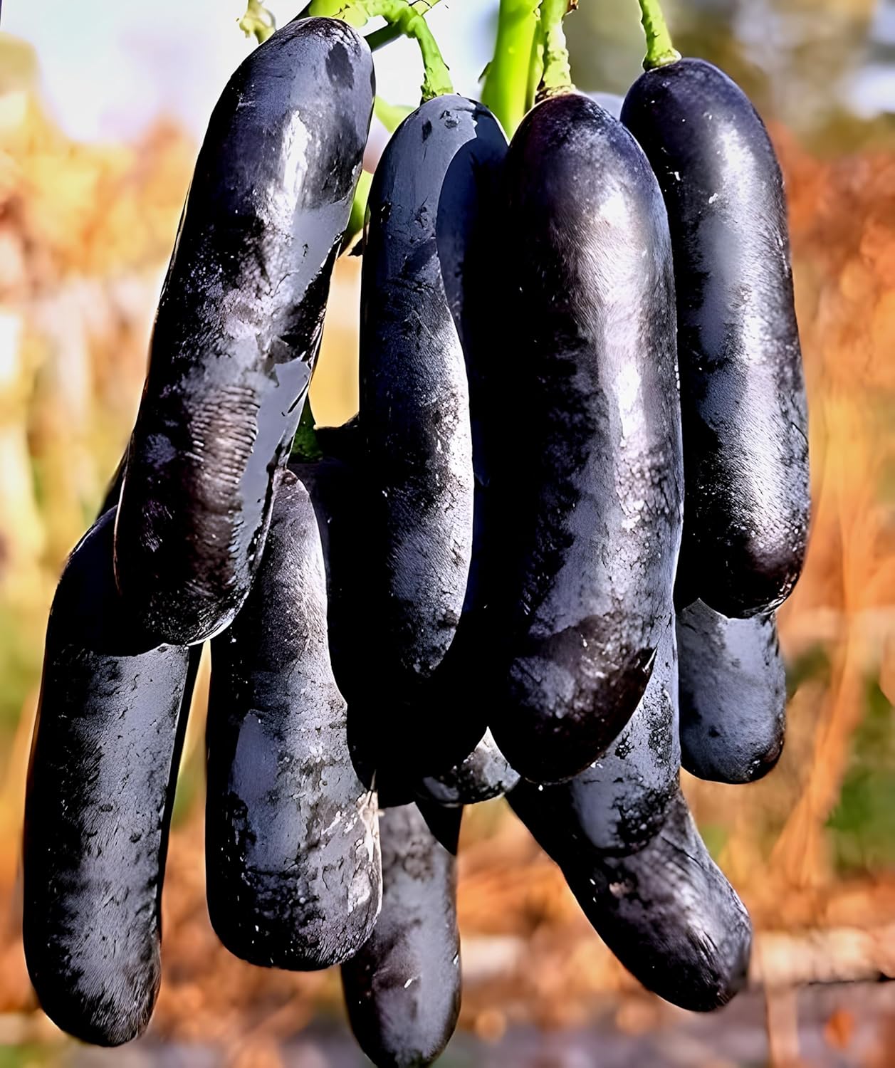 PAJUSDYASI-"Moon Drop Black grapes" Fruit plant Seedless all seasons hybrid - 1 Healthy Live Super Yielding Early Fruting Moon Drop Black grapes Fruit Plant for Home Garden