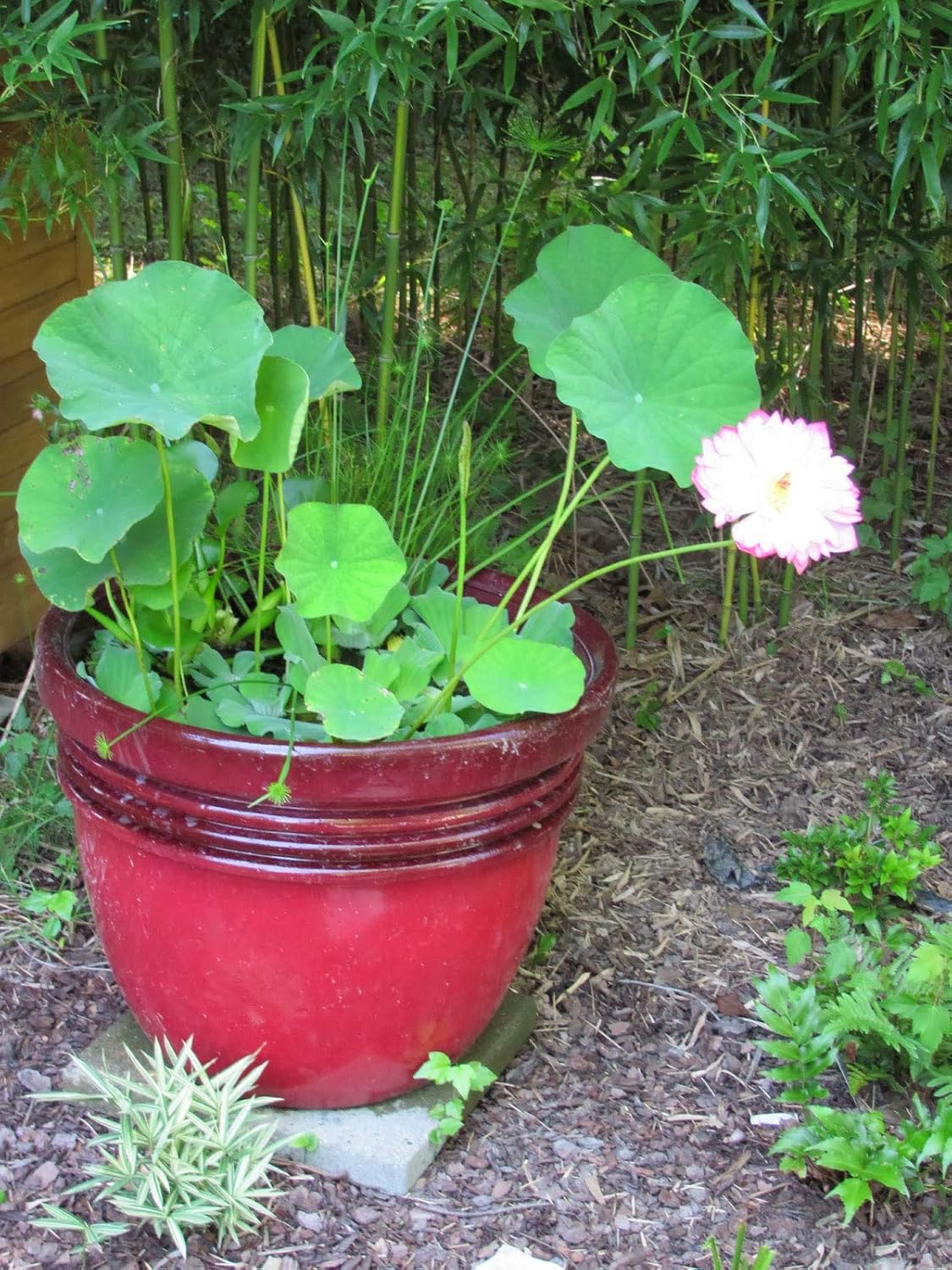 15+ SEEDS- Momo Botan Lotus Flower Seeds For Planting Home Garden - Seeds Ville