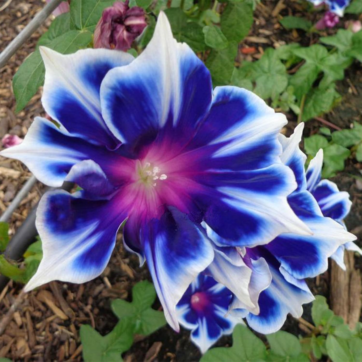 morning glory seeds for sale untreated 100+ Blue & White Morning Glory Seeds (Ipomoea) – Perennial Flower Seeds for Planting, Climbing Flowering Vines – Ideal Flower Seeds to Plant Outside & Inside in Containers, Trellises, Beds