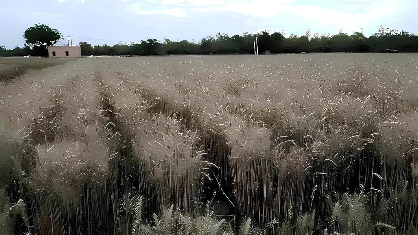 DG 09 ISRAEL GEHU SEEDS- HIGH YIELD SEEDS - 40 QUINTAL CROP IN 1 ACRE (15 KG) - Seeds Ville